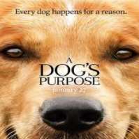 KJ ApaShortland Street (Soap Opera 2013-2015), A Dog's Purpose (Film 2017)