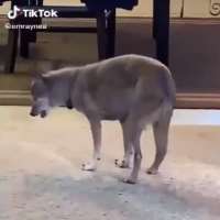 EmrayneaEmraynea (TikTok Account 2020)