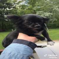 Josh JollyTikTok 