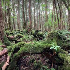 Aokigahara