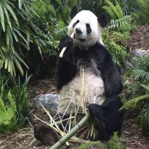 Calgary Zoological Gardens