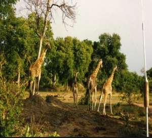 Manovo Gounda St Floris National Park