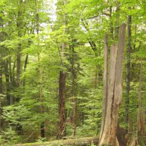 Ancient and Primeval Beech Forests of the Carpathians and Europe