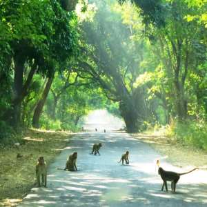 Sanjay Gandhi National Park