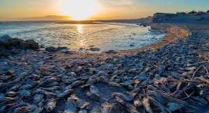 The Salton Sea