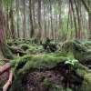 Aokigahara
