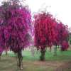 Bougainvillea Garden