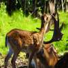 Deer Enclosure