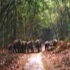 Jim Corbett National Park