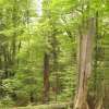 Ancient and Primeval Beech Forests of the Carpathians and Europe
