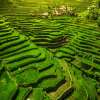 Rice Terraces of the Philippine Cordilleras