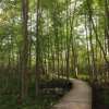 Sifton Bog