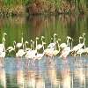 Soor Sarovar Bird Sanctuary