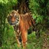 Tiger View Jungle Camp