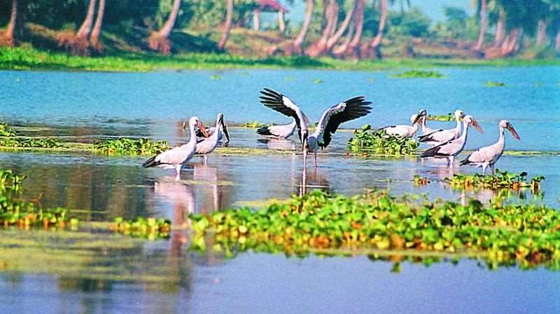 Kolleru Lake