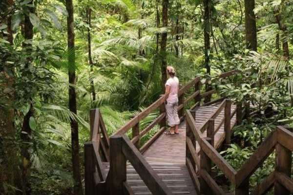 Daintree National Park