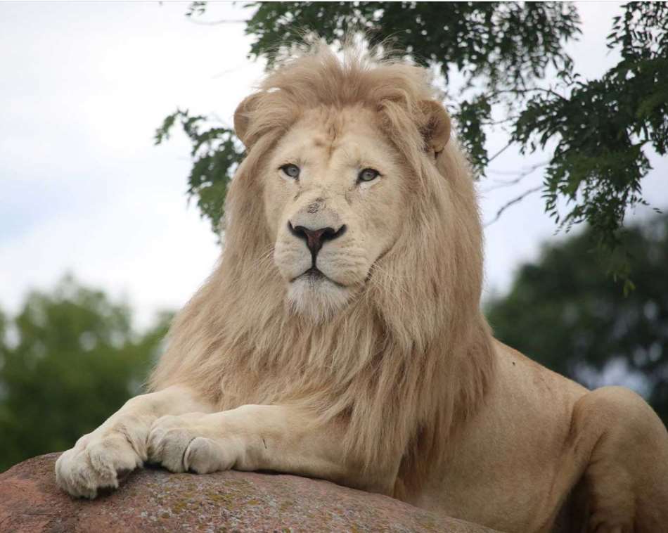 Toronto Zoo