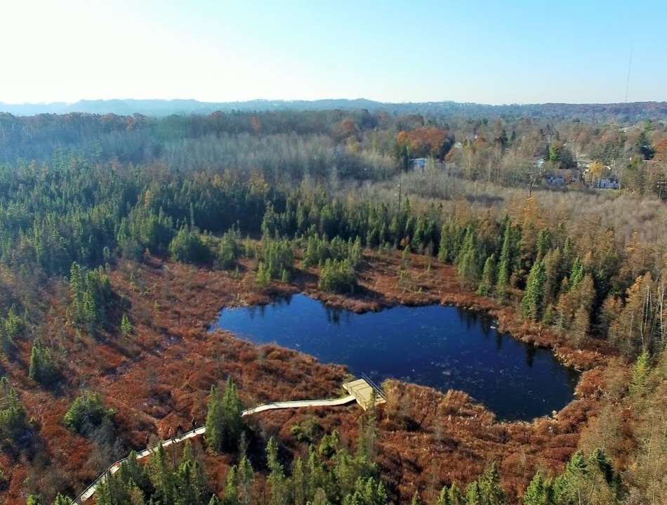 Sifton Bog