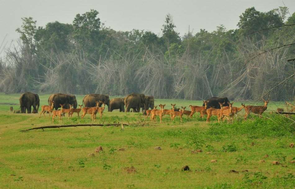 Bandipur National Park