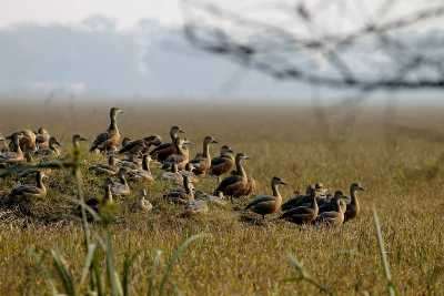 Keoladeo National Park