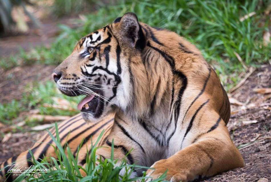 Tiger View Jungle Camp