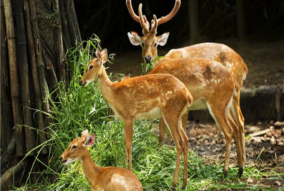 Malsi Deer Park