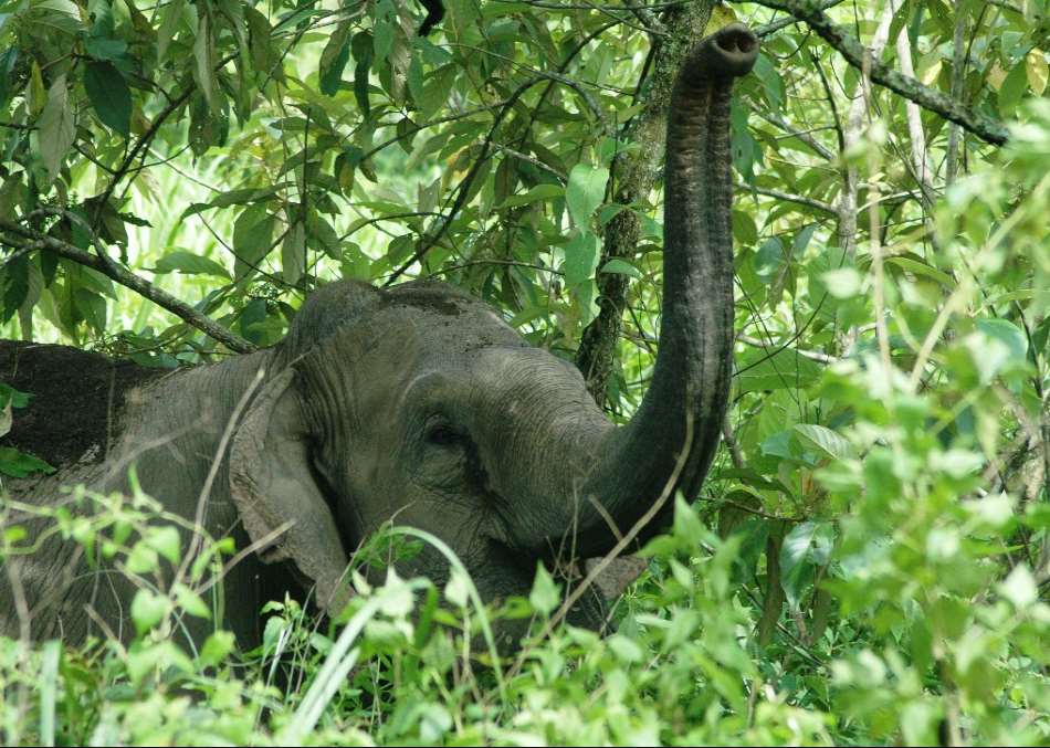 Manas Wildlife Sanctuary