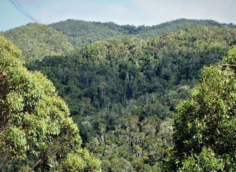Rainforests of the Atsinanana