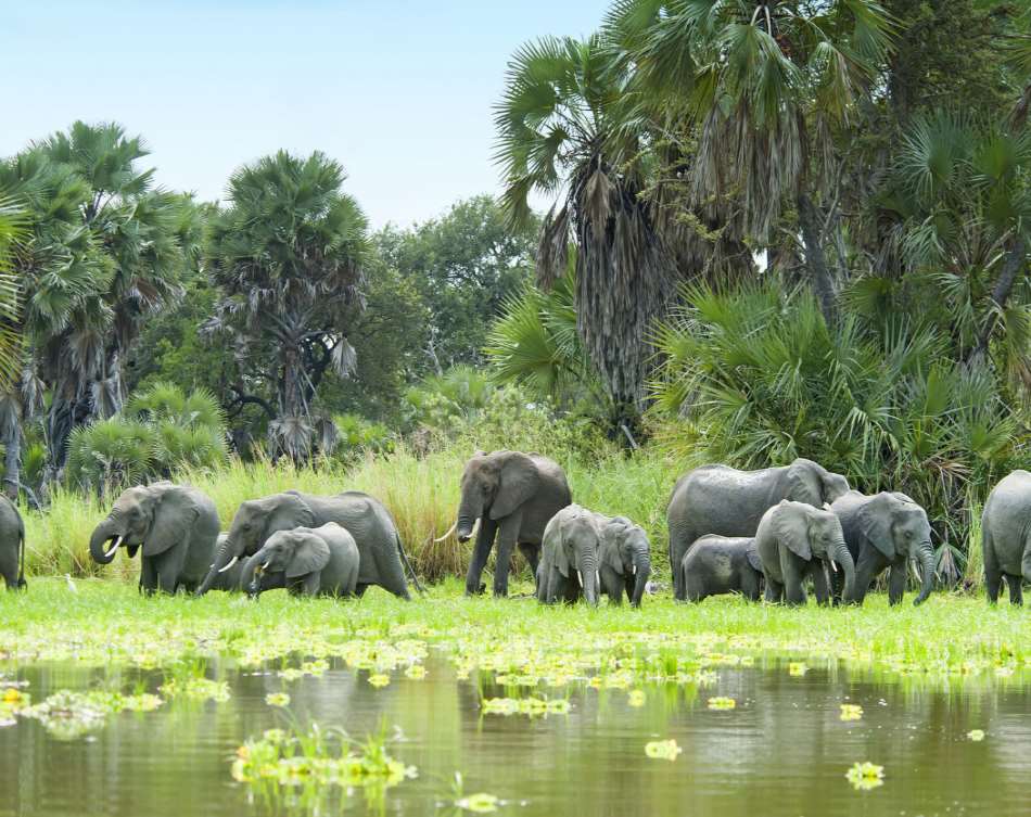 Selous Game Reserve