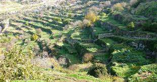 Land of Olives and Vines Cultural Landscape of Southern Jerusalem