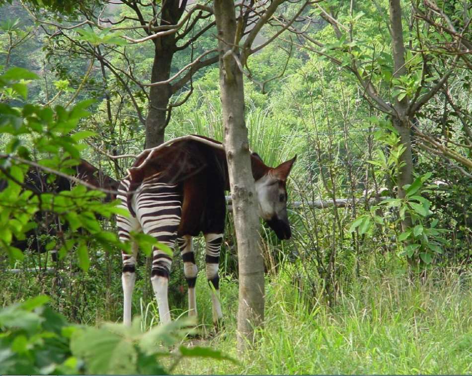 Okapi Wildlife Reserve