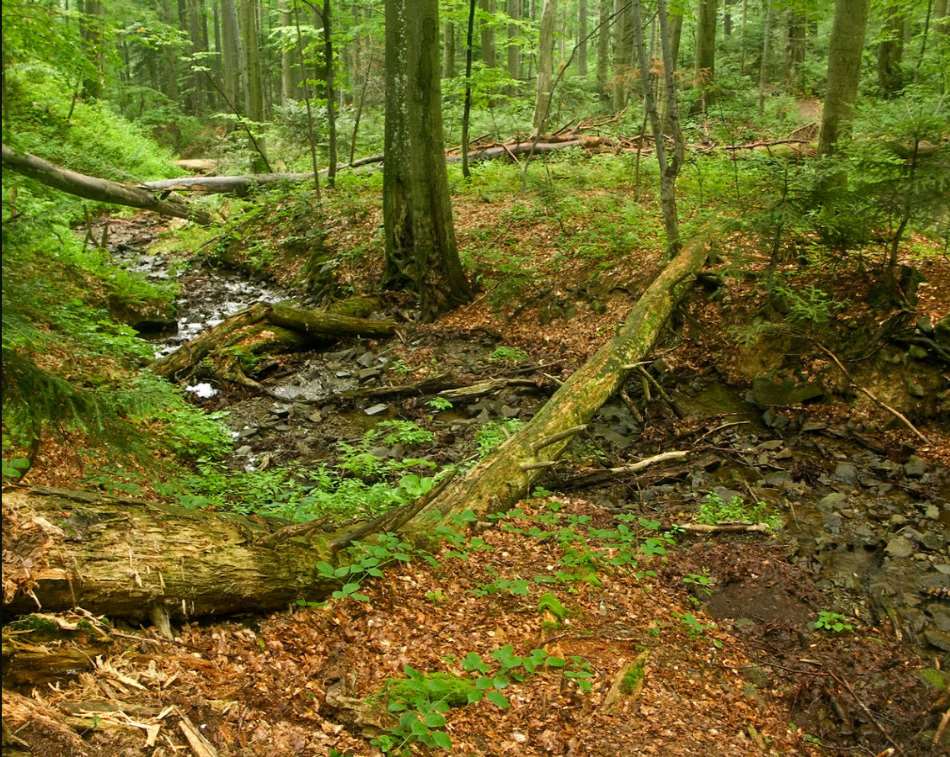 Ancient and Primeval Beech Forests of the Carpathians and Europe
