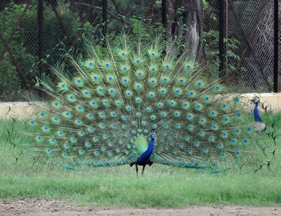 Delhi Zoo