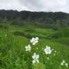 Exploring the Beauty of Dzukou Valley - A Paradise for Nature Enthusiasts