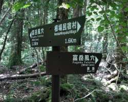 The main tourist attraction in the place is a number of caves on the western edge of the forest. These caves often filled with ice during winters The main tourist attraction in the place is a number of caves on the western edge of the forest. These caves often filled with ice during winters.