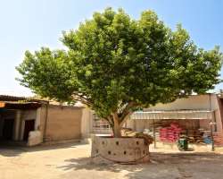 There is also a tree that is said to be cursed by a sorcerer. It is said that if anyone touches this tree he or she will meet an untimely death.
