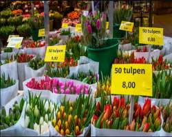 An important fact you must know that the Tulip Man An important fact you must know that the Tulip Mania which serves as a symbol of Holland isn't actually of Dutch origin. Yes! They were imported from