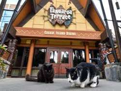 Feral cats have roamed the grounds since the park opened, which Disney positively discouraged. However, they have been embraced, as they are typically
