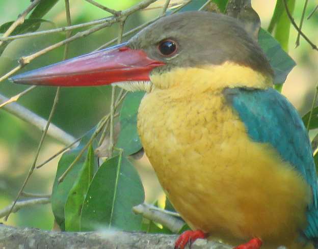 If you love trekking and bird watching, the spot i If you love trekking and bird watching, the spot is an ideal location for you. Forest Rest House is also available where he can stay and admire the ea