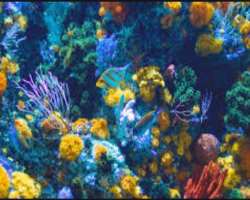 If you have interest in marine biology than you are at the most suitable place as the beach run an Aquarium in association with universities across th