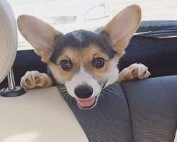 He has a furry member in his family He has a furry member in his family.