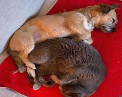 She is an animal lover and has adopted two pets in her home.