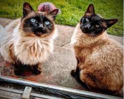 He has adopted two cats whom he has named Sparkle and Shorty.