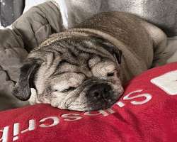 She is an animal lover and has a pug.