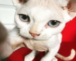 Corl is a cat lover and often features his cat on his social media account.