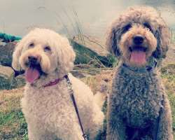 Scott is an animal lover and is accompanied by two dogs and one cat in his home.