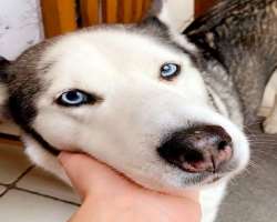 His dog often appears in his Instagram posts.