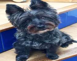He has unconditional love for animals and also owns one. He is very much fond of his pet and enjoys his company.