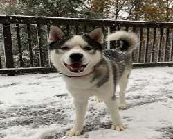 He is a cute dog named Echo who loves to play snow He is a cute dog named Echo who loves to play snow.