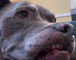 She had a dog named Jack which the family adopted since she was four years old. Jack died in July 2019.